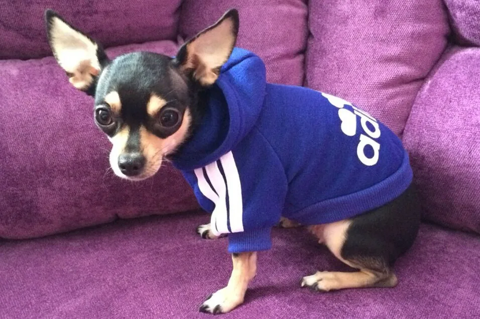 Спорт домашнее животное собака одежда костюм йоркшир чихуахуа тёплый собака пальто cat собака одежда - Цвет: Синий