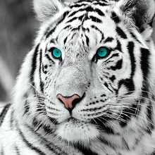 Unduh 5200 Gambar Animasi Macan Keren Terbaik Unduh 5200 Gambar Animasi Macan Keren Terbaik