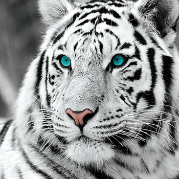 

Diy 5D Full Diamond Painting Cross Stitch Painting White Tiger Diamond Embroidery Needlework Patterns Rhinestone Kits