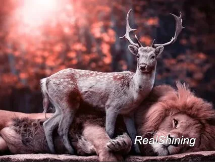 pink lion deers(1)