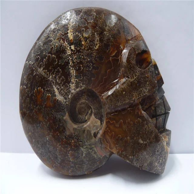 Special Price NATURAL Conch fossil Crystal carved skull HEALING T475 Special Price NATURAL Conch fossil Crystal carved skull HEALING T475