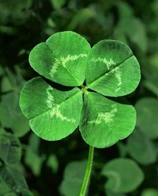 

New Arrival Home Garden Plant 200 Bonsai Seedsplant Green Lucky Grass Plants Bonsai Four Leaf Clover Bonsai Decor Free Ship