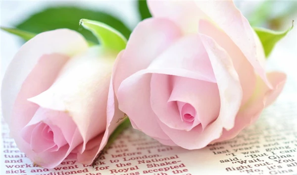 Diamond Embroidery needlework diy painting Cross Stitch Kits flower rose full round diamond mosaic Room Decor y0915 | Дом и сад