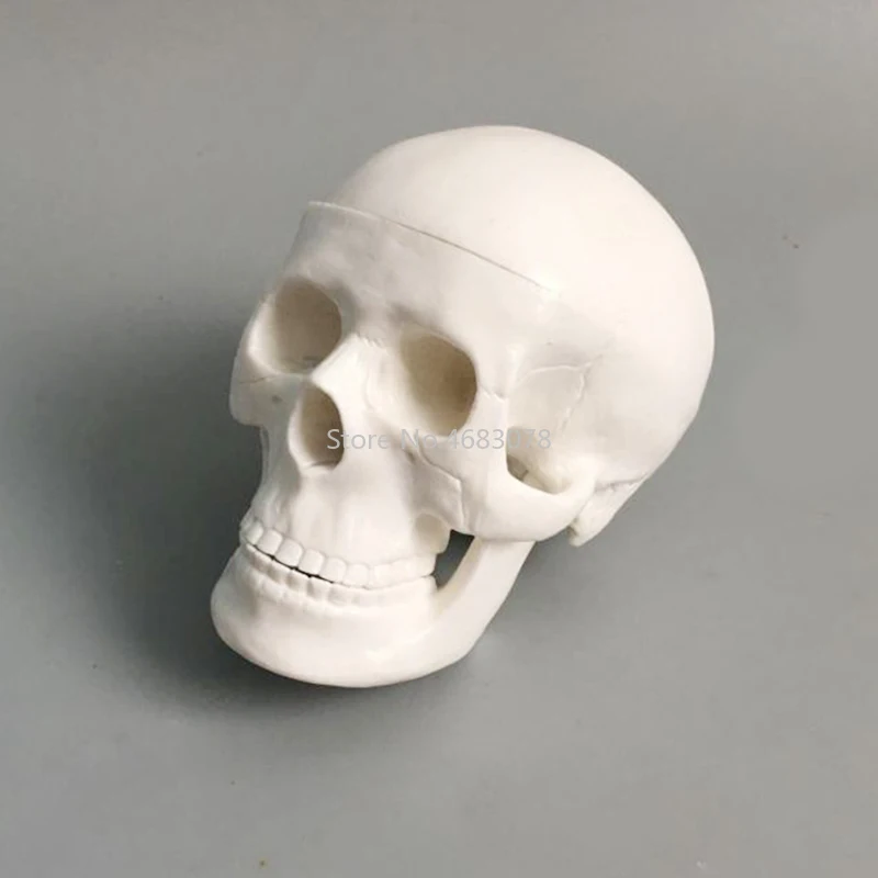 Анатомическая анатомическая Смола голова Скелет Череп обучающая модель Съемная школьная обучающая человеческая голова череп модель 10x8x7 см