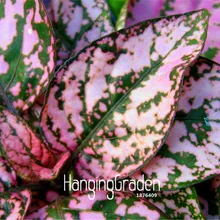 100 шт./упак. большая промакция! Фамильные в горошек завод flores, розовый, бонсай растения для дома и сада внутреннего с красивыми растениями цветком Плант