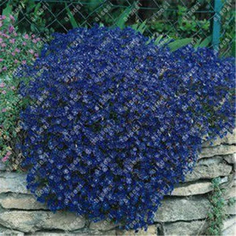 100Pcs/ Creeping Thyme bonsai, Rare Color ROCK CRESS plants - Perennial Ground Cover Flower Natural Growth For Home Garden