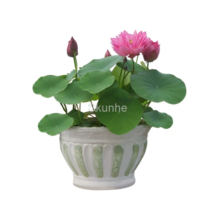 lily Lotus potted plant lotus grass planting plants green flowerFlowers Four Seasons 5/bag lily Lotus potted plant lotus grass planting plants green flowerFlowers Four Seasons 5/bag