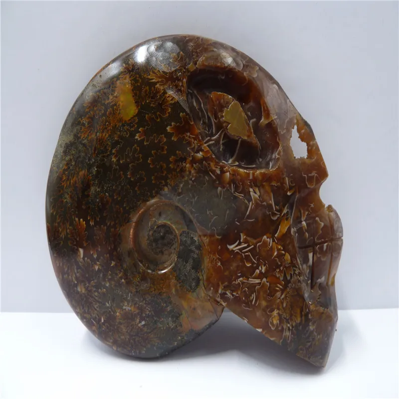 NATURAL Conch fossil Crystal carved skull HEALING T410 | Дом и сад