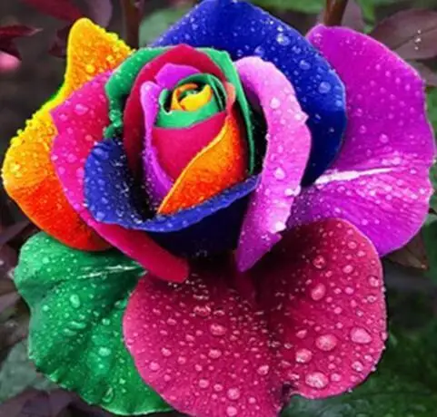 Full-Diamond-Embroidered-Rainbow-Rose-Diamond-Painting-Cross-Needle-Crystal-Set-Unfinished-Decoration-Own-Hands-Square_720x