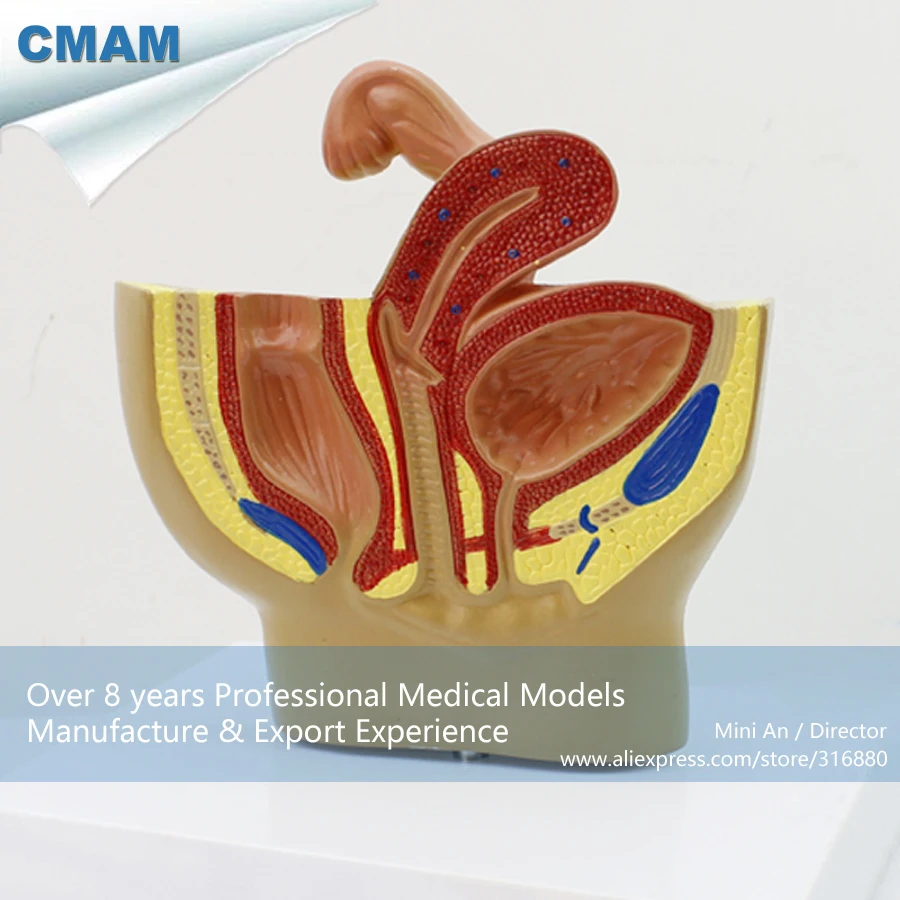 12458 CMAM-ANATOMY20 Plastic Anatomy Female Pelvis Section Model , Medical Science Educational Teaching Anatomical Models 12458 CMAM-ANATOMY20 Plastic Anatomy Female Pelvis Section Model , Medical Science Educational Teaching Anatomical Models