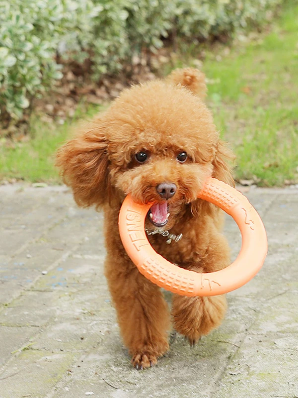 Interactive Dog Toys | Dog Ring Toy | Dog Training Toys