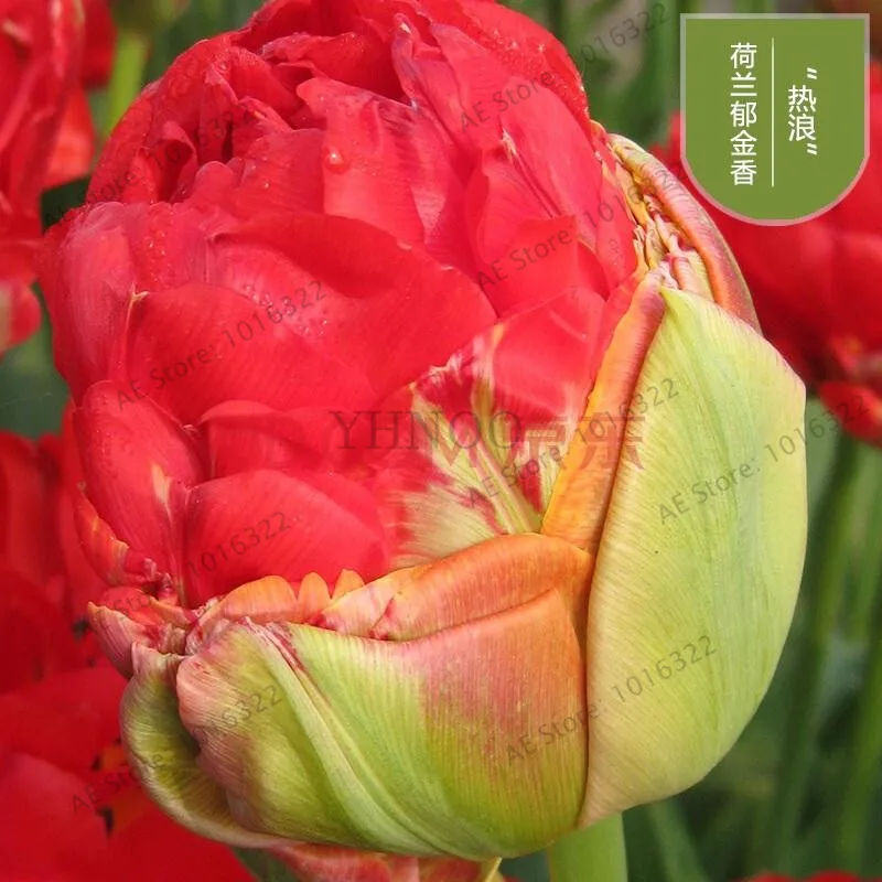 2 шт. Редкие двойные тюльпаны тюльпаны различные свежие луковичные корневые цветы высокого качества цветок бонсай не растения - Цвет: 6