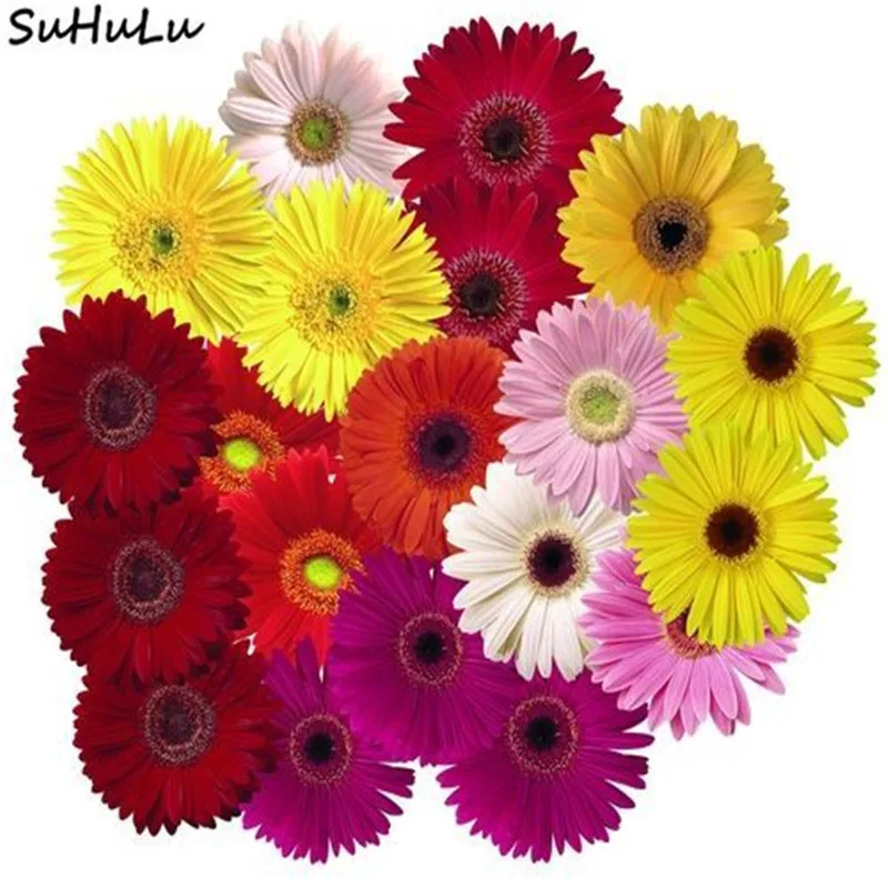 

100 Pcs Hybrid Daisy Plant Hardy Bonsai Plants For Home Garden Ornamental Flowers Ground-Cover Chrysanthemum Indoor Decoration