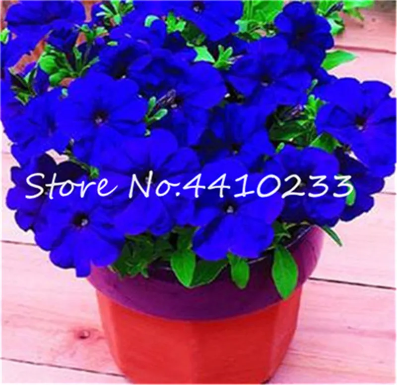 Петуния Яблоневый Цвет Купить