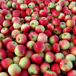 50 шт. 16 Цвета apple 2016 Новинка садовые цветы четыре сезона сеют мира редкий цветок для дома и сада