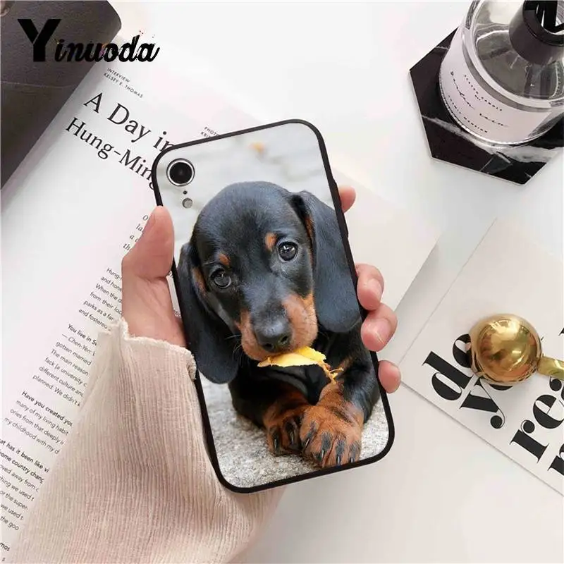 Dachshund Doberman Dog face