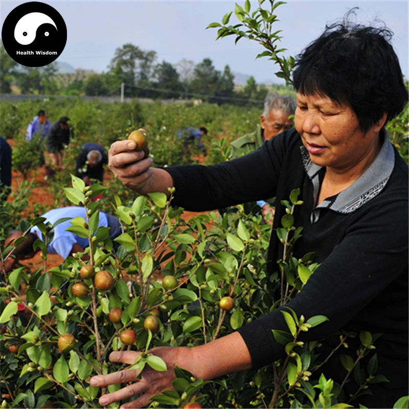 

Buy Oil Camellia Teea Tree Semente 120pcs Plant Camellia Oleifera For You Cha