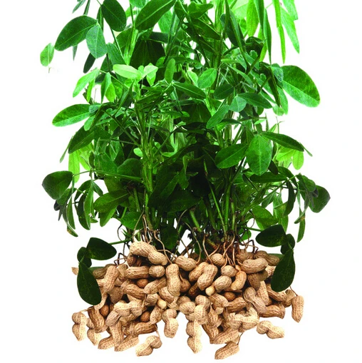 https://ae01.alicdn.com/kf/HTB1cP7bGXXXXXX0aXXXq6xXFXXXJ/Free-Shipping-10pcs-Chinese-vegetable-seeds-nutrition-dishes-peanut-seeds-for-home-Courtyard-plants.jpg_640x640.jpg