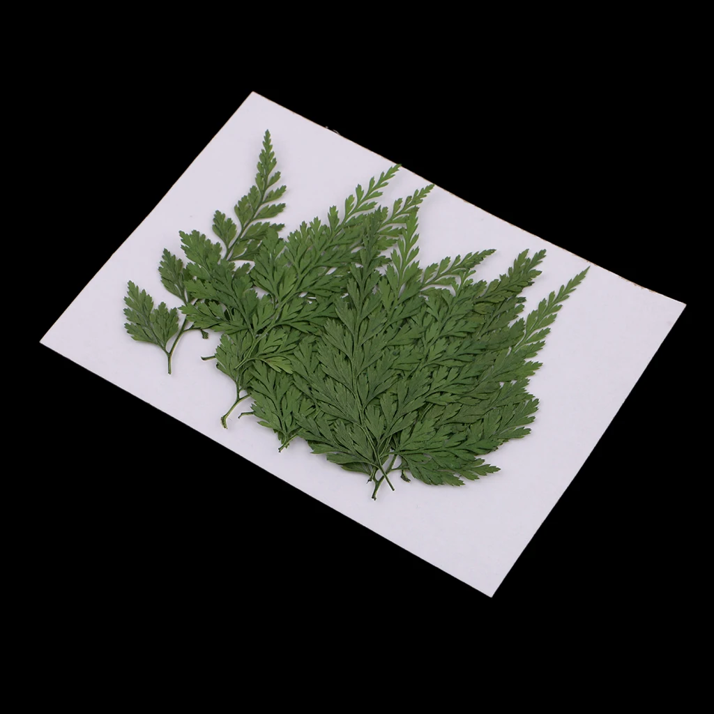 12pcs Pressed Dry Fern Leaves Dried Flowers DIY Phone Case Scrapbooking Card
