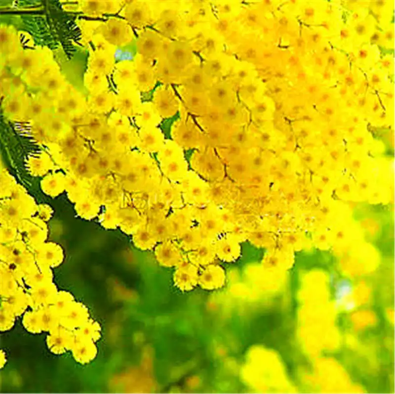 100pcs mimosa balcony bonsai tree flower pudica funny Sensible Foliage Plants Perennial for home garden predict earthquake