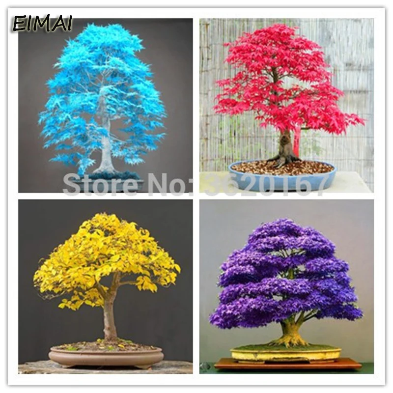 

20Pcs/Bag Mix Colorful Japanses Maple Tree Seedplants Bonsai Plant DIY Potted Plant For Home Gadern Balcony