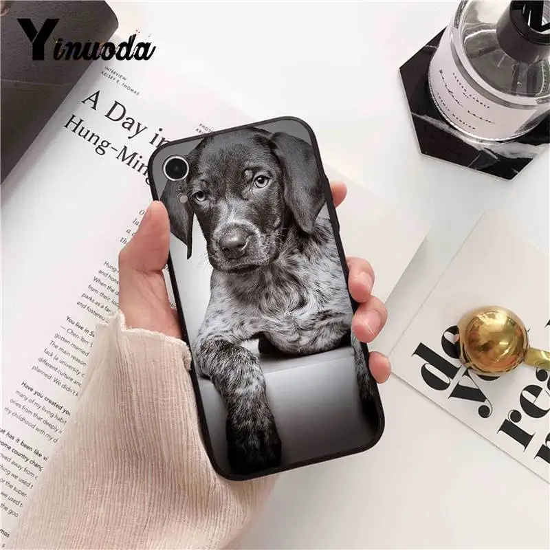 Dachshund Doberman Dog face