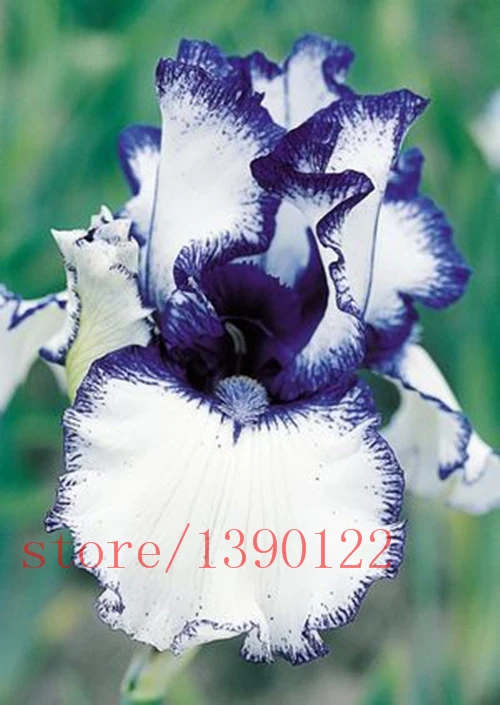 Buy 100 Pcs Iris Seeds Multiple Colors Free Shipping