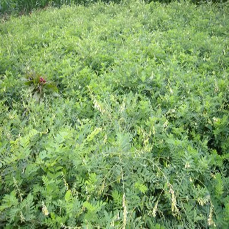 Natural e de Alta Melhorar a Função Qualidade Selvagem Astragalus Membranaceus Imune Frete Grátis 8 Beleza e saúde