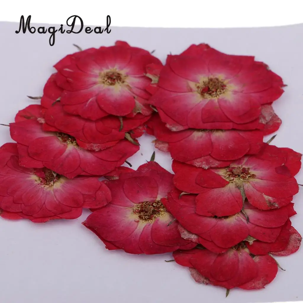 MagiDeal 10 Pcs Multiple Beautiful Natural Real Rose Violet Dried Pressed Flowers for DIY Scrapbooking Crafts Red for Phone Case