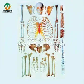 

BIX-A1006 Human Scattered Bones Models G026