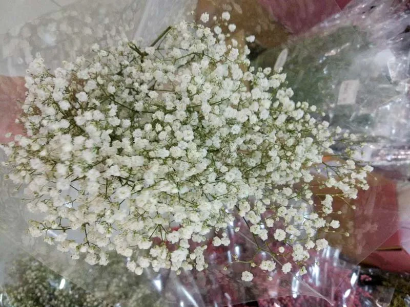 ms-babybreath white