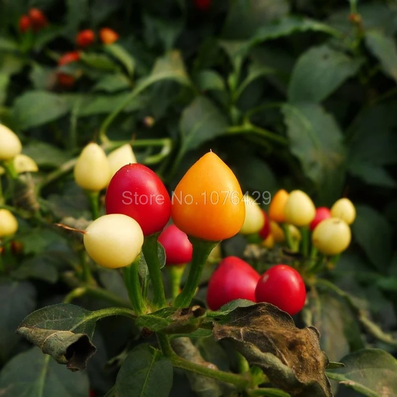 100 шт./пакет декоративные семена перца съедобные смешивания capsicum Овощной овощных