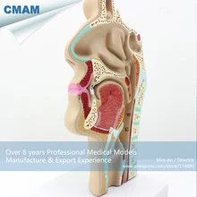 CMAM-THROAT05 Human ENT Physiology Nasal Cross Section Anatomy Model of Nose Throat