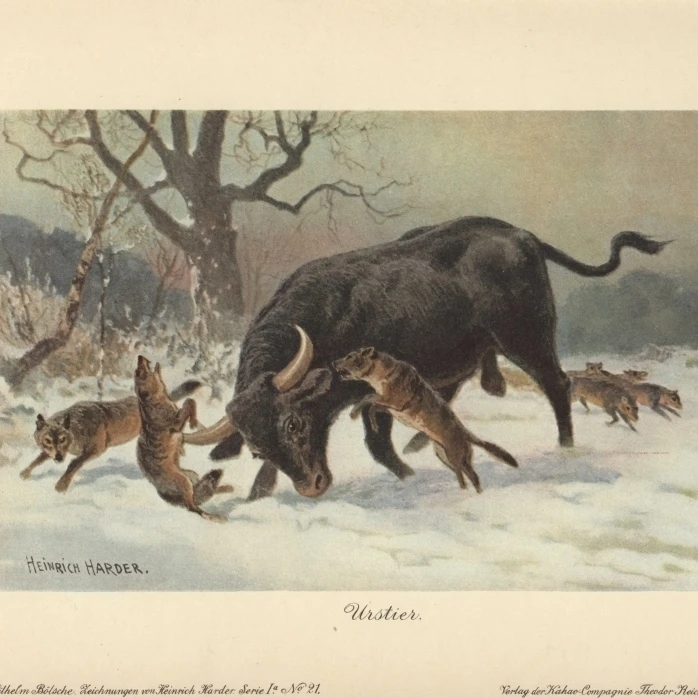 A Long-Horned European Wild Ox Attacked By Wolves Poster Print By <ALIMT >&reg;</ALIMT> Florilegius Mary Evans (24 X 18)