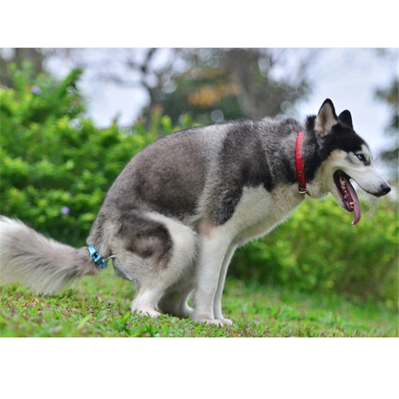 Hands free dog poop collector | AVAILABLEGIFT