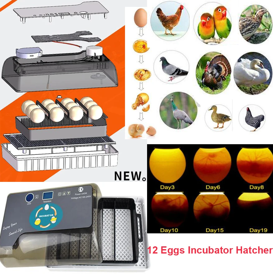Новая дешевая цена Китай цифровой температуры небольшой Брудер инкубатор 12 яиц инкубатор для курицы Утка Птица голубь, Перепел