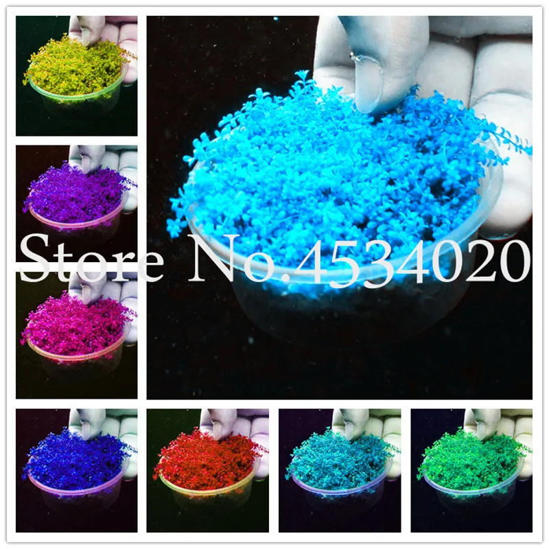 

200 Pcs Mini Dwarf aquarium Bonsais Planta Water Grass plantas Aquatic Plants for aquarium fish tank Landscape Ornamental bonsai