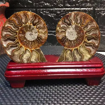 

natural stones and minerals sliced snail fossil feng shui ornaments home decoration gifts