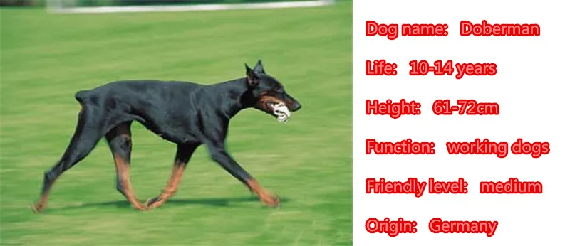 doberman silver