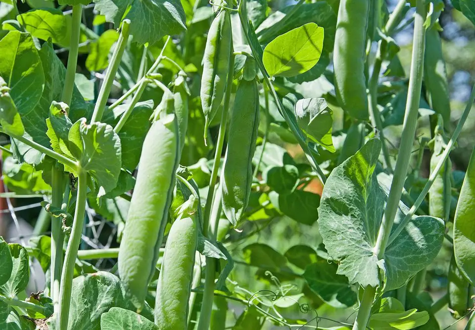 

20 pcs Bonsai Pea Organic Super Sweet Green Arrow Bean Outdoor Heirloom Pisum Potted Vegetables Garden Plant Flower Pot Planting