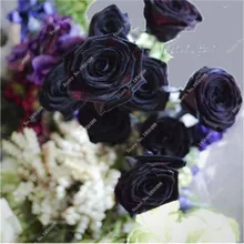 200 seeds heirloom deep black maroon rose diy garden home rare double perennial beauty planting
