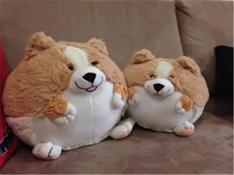 Corgi dog16