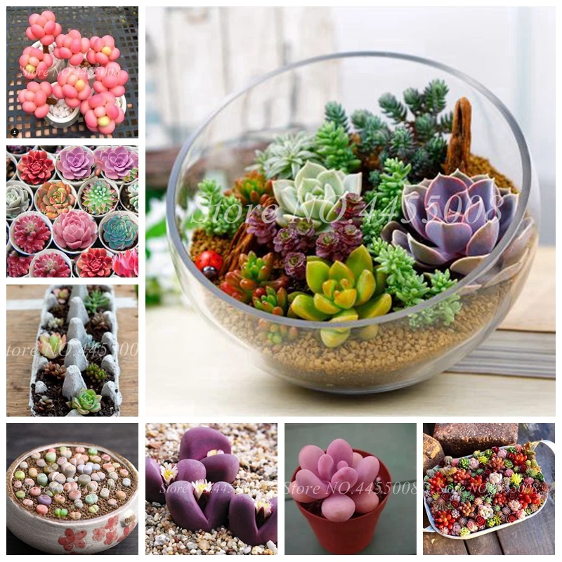 500 pcs/ bag Exotic Mini Succulent Cactus Rare Succulent Perennial Herb Plants Bonsai Pot Flower Indoor for Garden Flore Pot