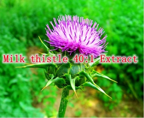 

3 Pack High Quality Milk thistle 40:1 Extract with specification of silymarin 80%, 500mg x 300caps free shipping