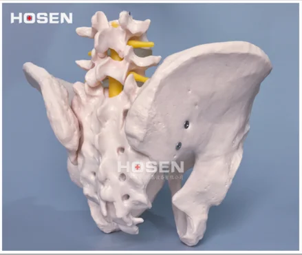 Life-Size Pelvis With 2pcs Lumbar Vertebrae,Natural Big Pelvic Model of the Lumbar Spine,Medical,hip bone, sacrum with coccyx
