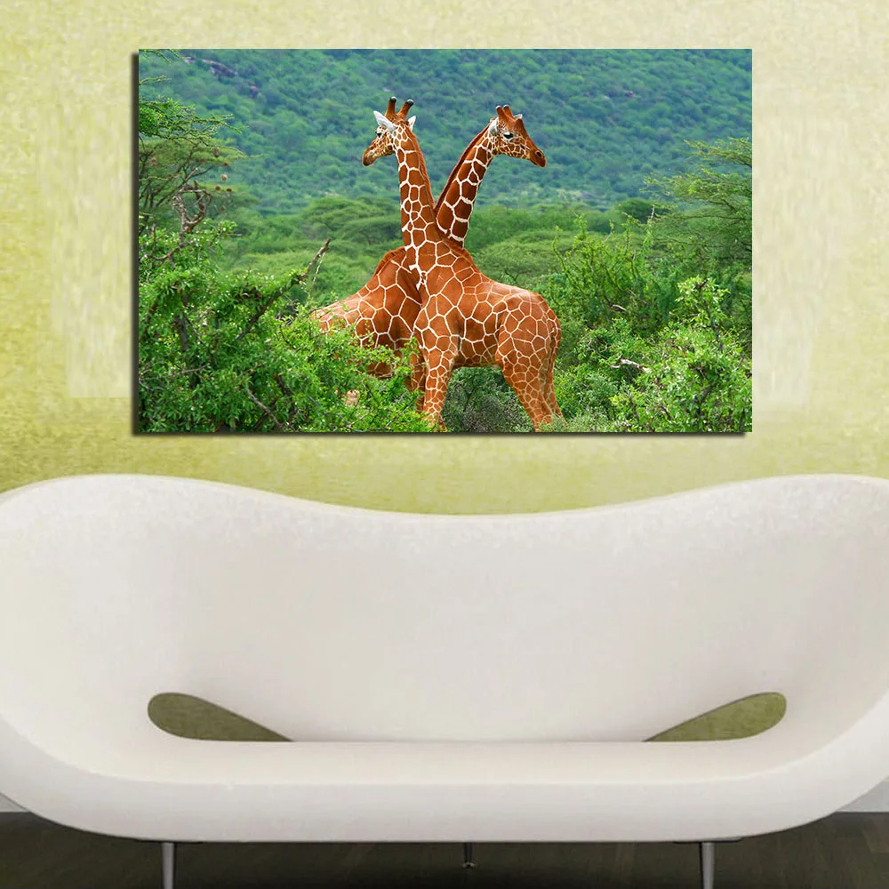 WA135Reticulated_Giraffe-1