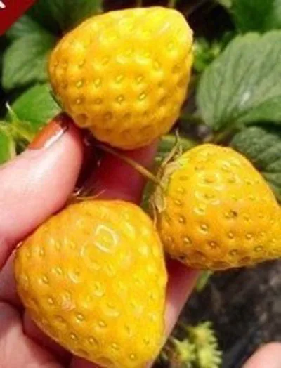Yellow strawberry coupons