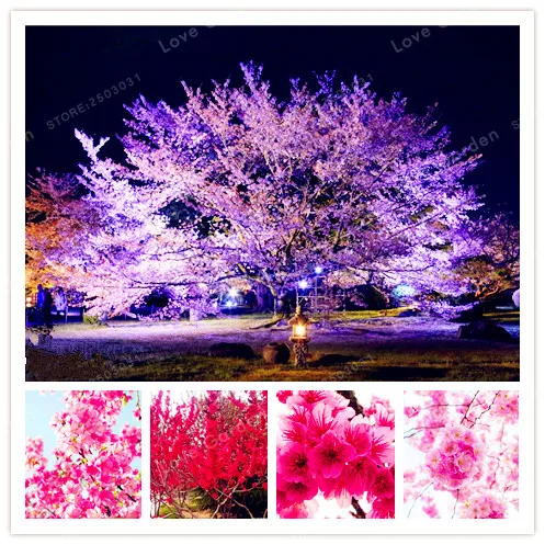 

Hot Selling!10 Pcs/Bag Beautiful Cherry Blossoms Flowering plant Potted Outdoor Planting Bonsai Garden Plant Easy To Grow