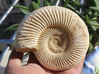 002119 натуральный огромный mantelliceras аммонита Fossil Conch Африка