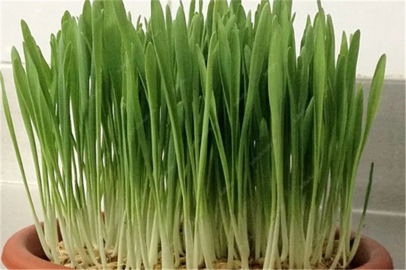 Free Shipping 1000 pcs Cat Grass Bonsai Foliage Plant Bonsai Wheat Grass Mint Smell Superior Cat Food For Your Pet Easy To Grow Free Shipping 1000 pcs Cat Grass Bonsai Foliage Plant Bonsai Wheat Grass Mint Smell Superior Cat Food For Your Pet Easy To Grow